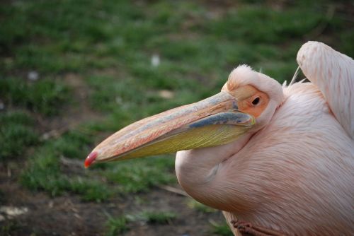 pelican pelecanus onocrotalus beak