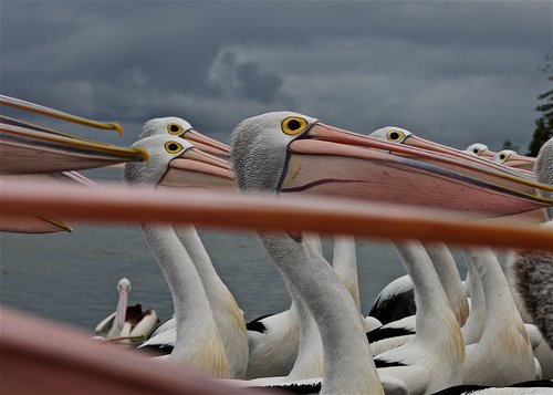 pelican  eyes  beak
