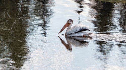 pelican  birds  water