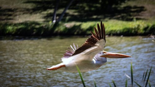 pelican  birds  nature