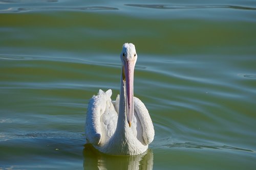 pelican  chapala  lake