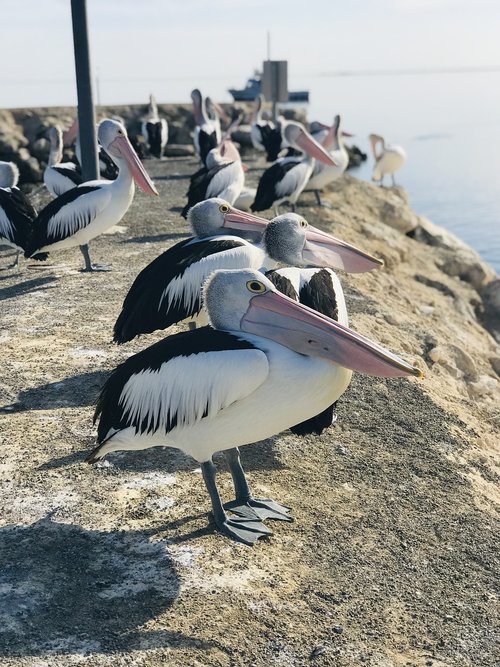 pelican  boat ramp  bird