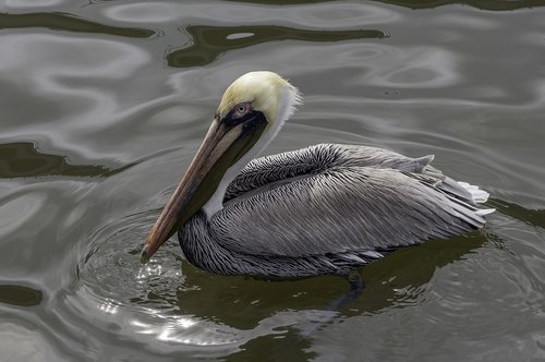 pelican  bird  water