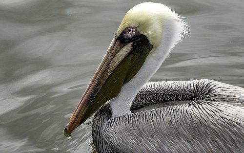 pelican  bird  feathers