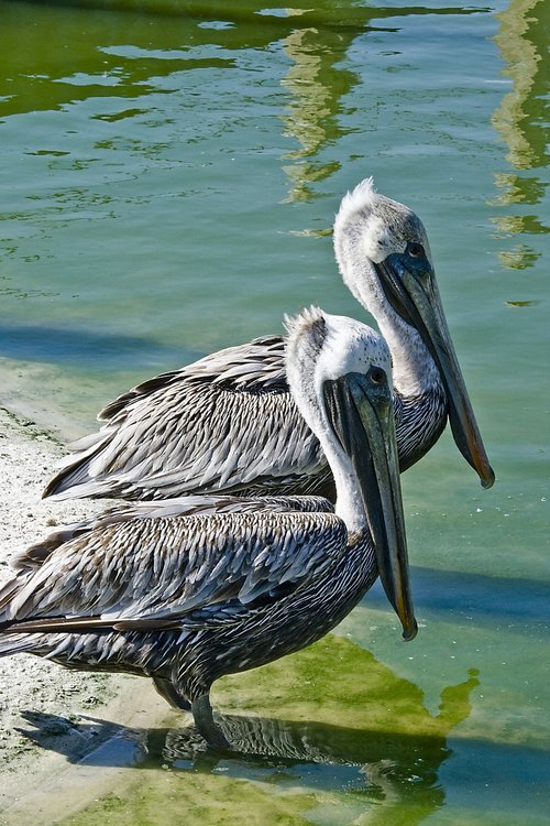 pelican  brown pelican  wading