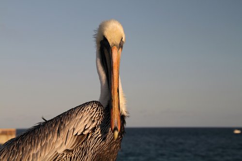 pelican  bird  big