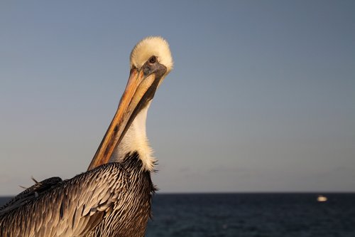 pelican  bird  big