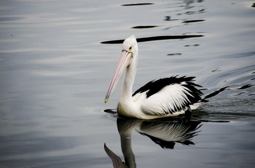 pelican bird swim