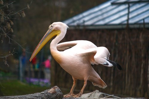 pelican  animal  tier