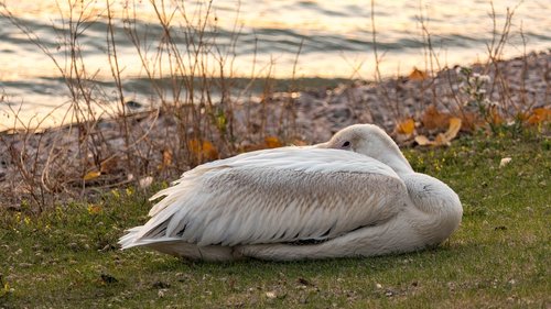 pelican  napping  water