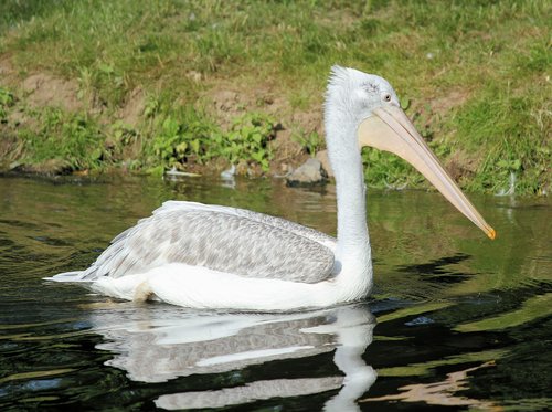 pelican  bird  water