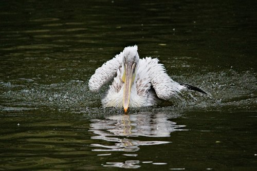 pelican  bird  water