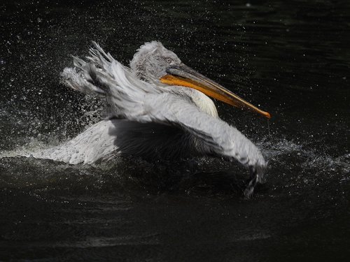 pelican  bird  feather