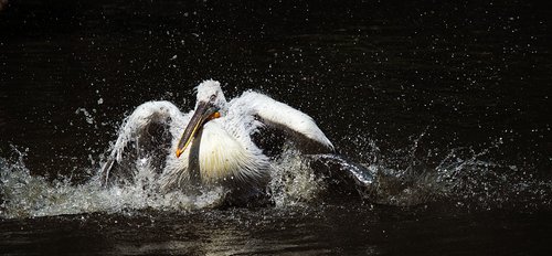 pelican  bird  feather