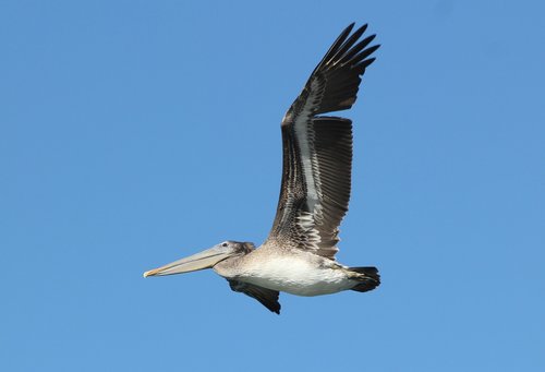 pelican  bird  coast