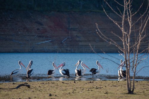 pelican  lake  nature