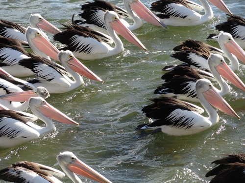 pelican  flock  wildlife