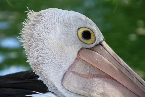 pelican  western  australia