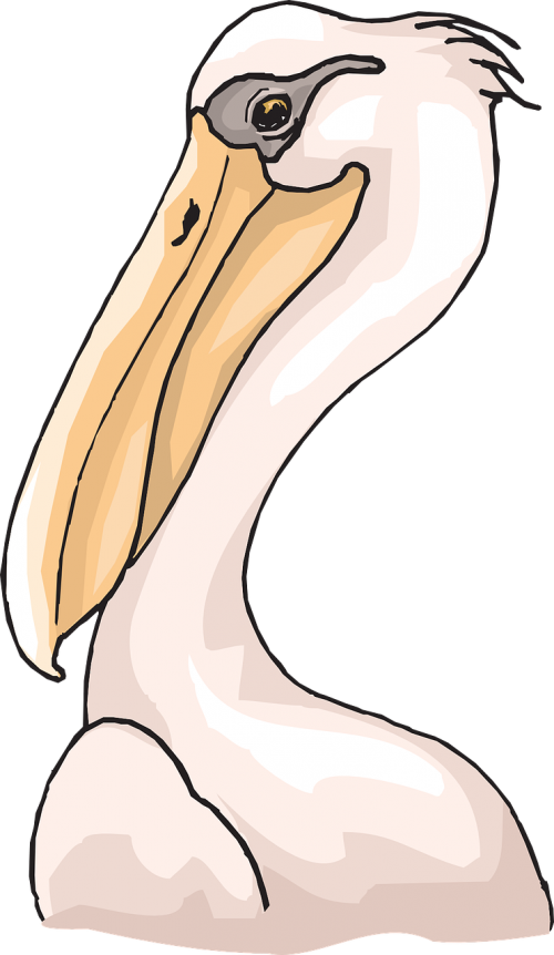 pelican seabird pelecanus erythrorhynchos
