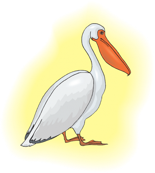 pelican seabird pelecanus erythrorhynchos