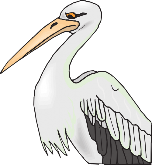 pelican bird grey