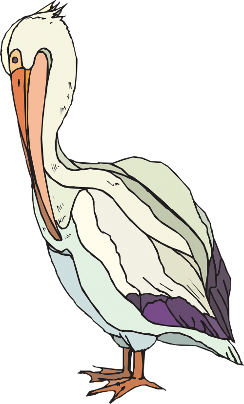 pelican searbird pelecanidae