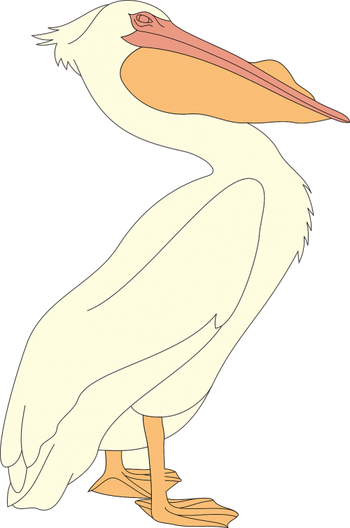 pelican seabid pelecanus erythrorhynchos