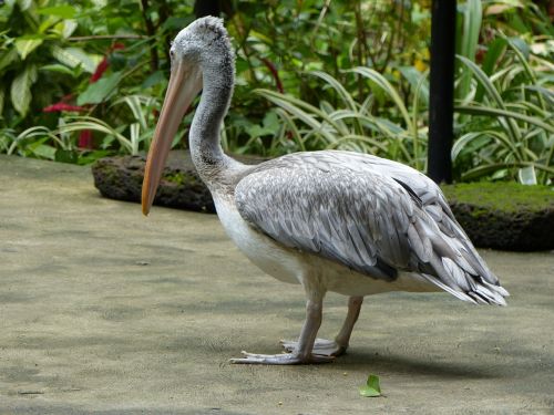 pelican nature bird