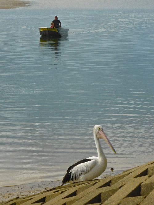 pelican fisherman boat