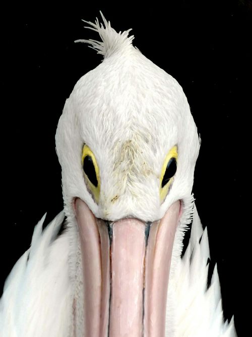 pelican eyes face