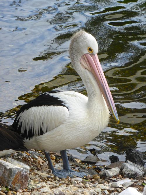 pelican water conspicillatus