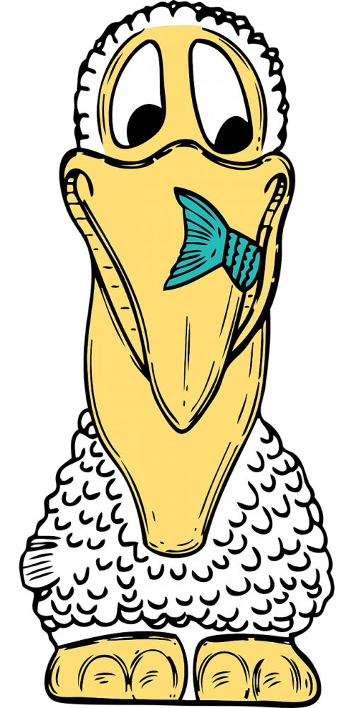 pelican bird fish