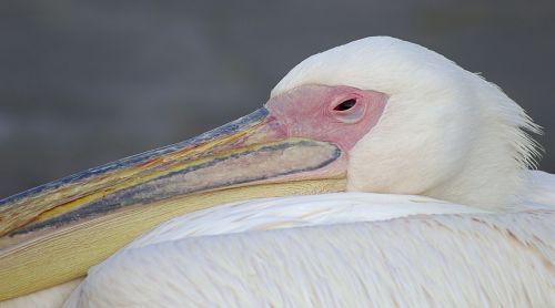 pelican bird greece