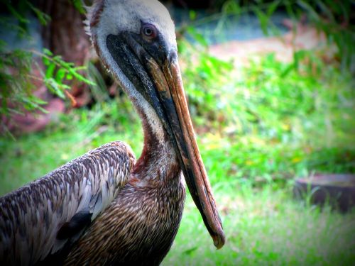 pelican birds animal