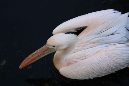 pelican bird rose