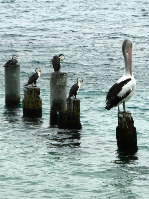 pelican seabirds sitting