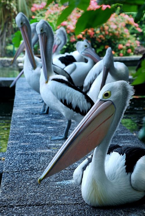 pelican bird animals