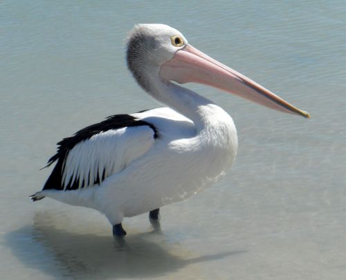 pelican american white bird
