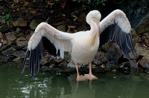 pelican wet dried
