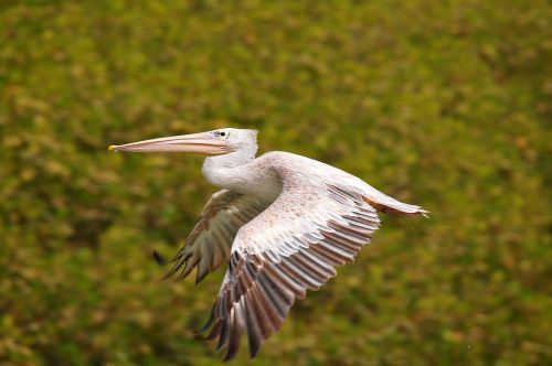 pelican bird flight