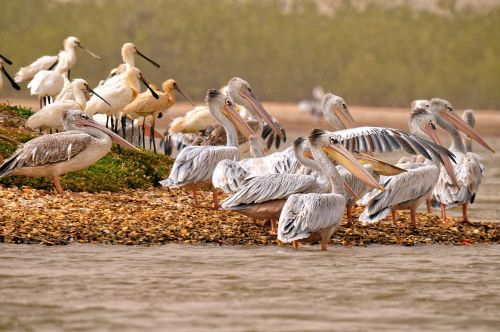 pelican eurasian spoonbill birds