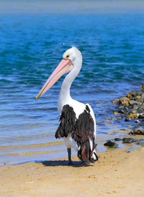 pelican water ocean