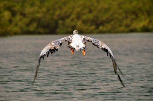 pelican bird flight