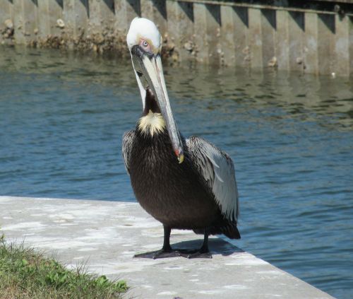 pelican bird wildlife