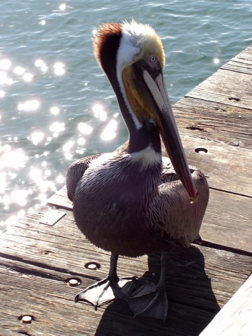 pelican bird seabird