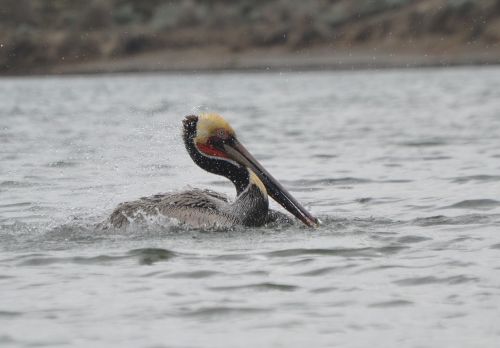 pelican water wild