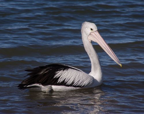 pelican sea swimming