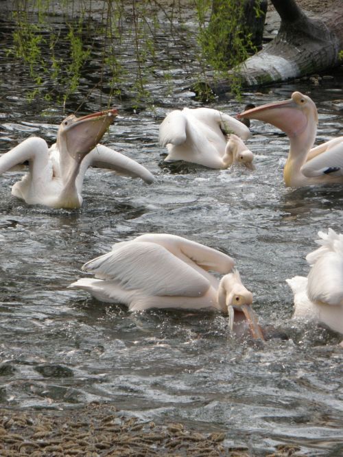 pelican bird feeding