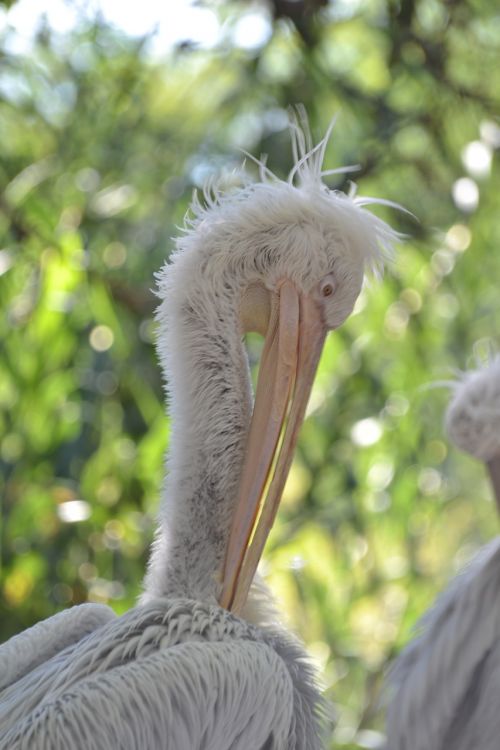 pelican ave pen