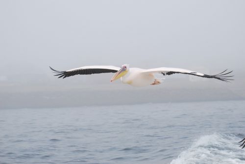 pelican bird fly